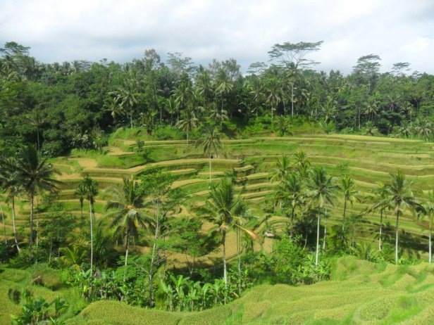 Tegallalang Rice Terraces at North Ubud in Bali, Indonesia.