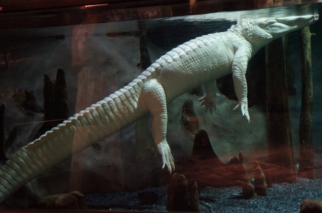 An albino American alligator at South Carolina Aquarium in Charleston, South Carolina.
