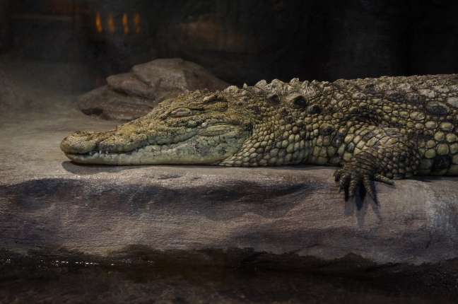 Crocodile at South Carolina Aquarium in Charleston, South Carolina.