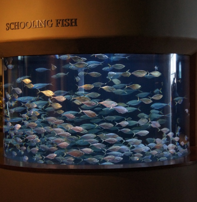 School of fish at South Carolina Aquarium in Charleston, South Carolina.