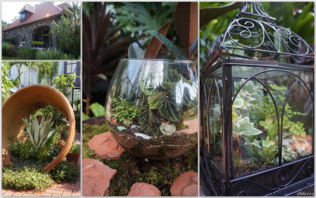 The terrariums inside the greenhouse at Biltmore House and Estate in Asheville, North Carolina. The terrariums inside the greenhouse at Biltmore House and Estate in Asheville, North Carolina.