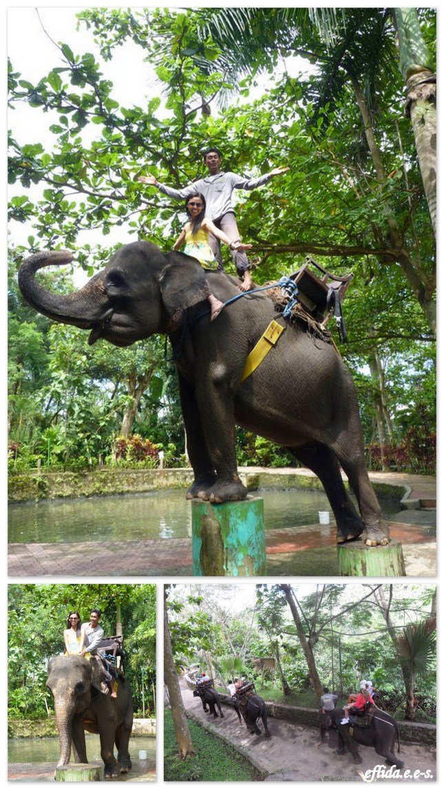 Elephant ride in Bali, Indonesia.