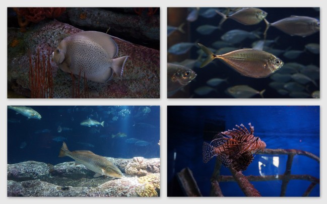 South Carolina Aquarium in Charleston, South Carolina.