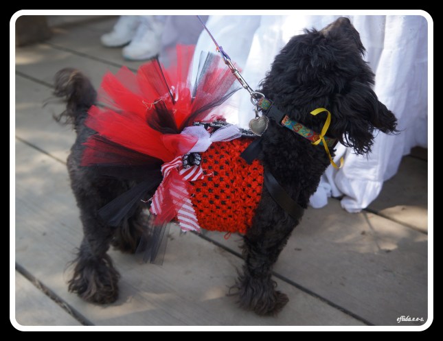 A cute puppy in tutu at Michigan Renaissance Faire.