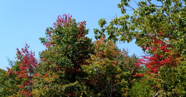 Leaves starting to change color by September at the Natural Bridge State Resort Park in Kentucky, USA.