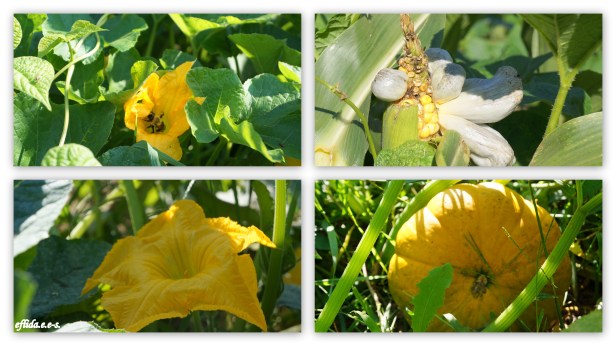 My brother-in-law David's garden in his backyard in Kalamazoo, Michigan. 