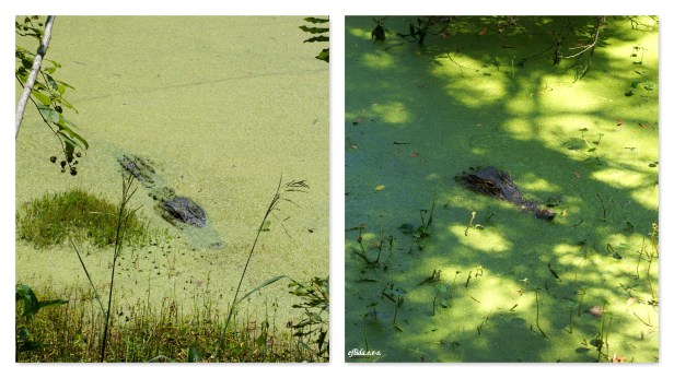 Alligator sightings at Audubon Swamp Garden in Charleston, South Carolina. 