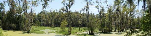 Panorama view of a random spot at Audubon Swamp Garden in Charleston, South Carolina. 