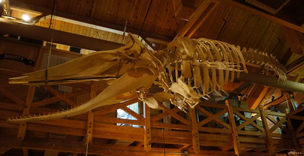The display of a 33.5-foot sperm whale skeleton at North Carolina Maritime Museum in Beaufort. The display of a 33.5-foot sperm whale skeleton at North Carolina Maritime Museum in Beaufort.