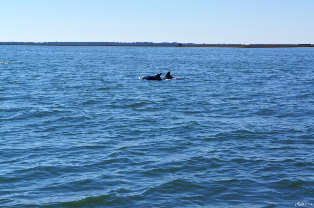 One of the many sightings of dolphins as we cruise Cape Lookout in North Carolina aboard Outer Banks Ferry.