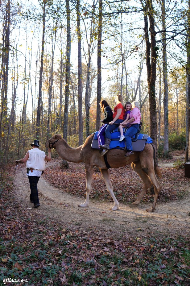 Camel ride at Carolina Renaissance Faire 2012 in Charlotte, North Carolina.