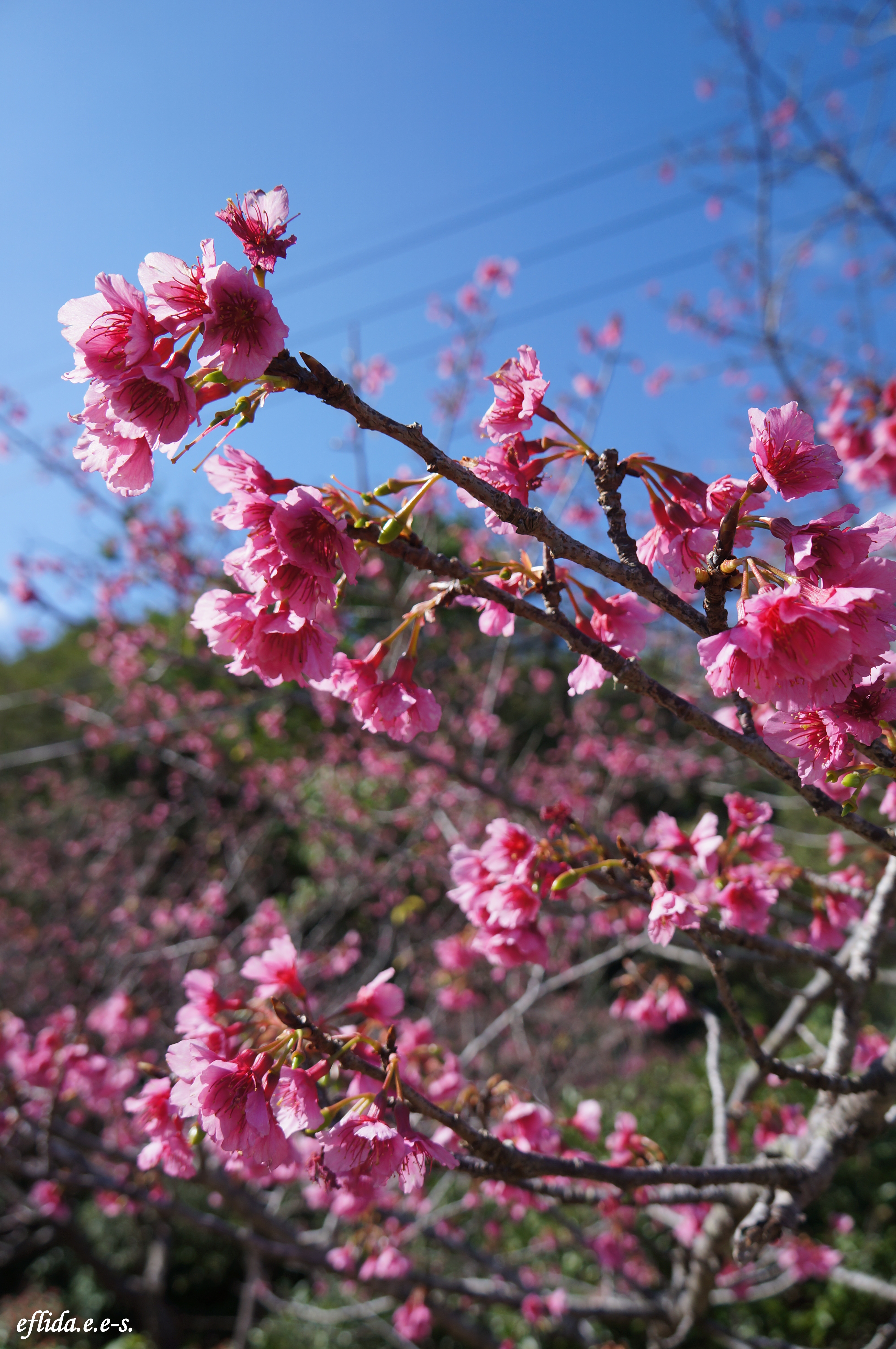 Cherry Blossom (Sakura) 桜- Mt.Yaedake, Motobu, Okinawa – i am