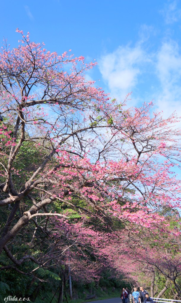 The street up to the top of Mt.Yaedake in Okinawa, Japan is 4.5 kilometers lined with 4000 Kanhi-Zakura Cherry trees on both sides by the Okinawa-US .Friendship Association. The street up to the top of Mt.Yaedake in Okinawa, Japan is 4.5 kilometers lined with 4000 Kanhi-Zakura Cherry trees on both sides by the Okinawa-US .Friendship Association.