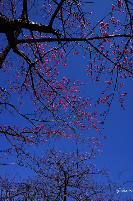 Cherry Blossoms (Sakura) at Mt. Yaedake, Motobu, Okinawa, Japan. Cherry Blossoms (Sakura) at Mt. Yaedake, Motobu, Okinawa, Japan.