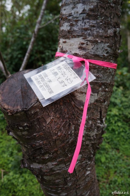 One of the cherry trees tied with pink ribbon at Mt.Yaedake, Motobu, Okinawa, Japan. One of the cherry trees tied with pink ribbon at Mt.Yaedake, Motobu, Okinawa, Japan.