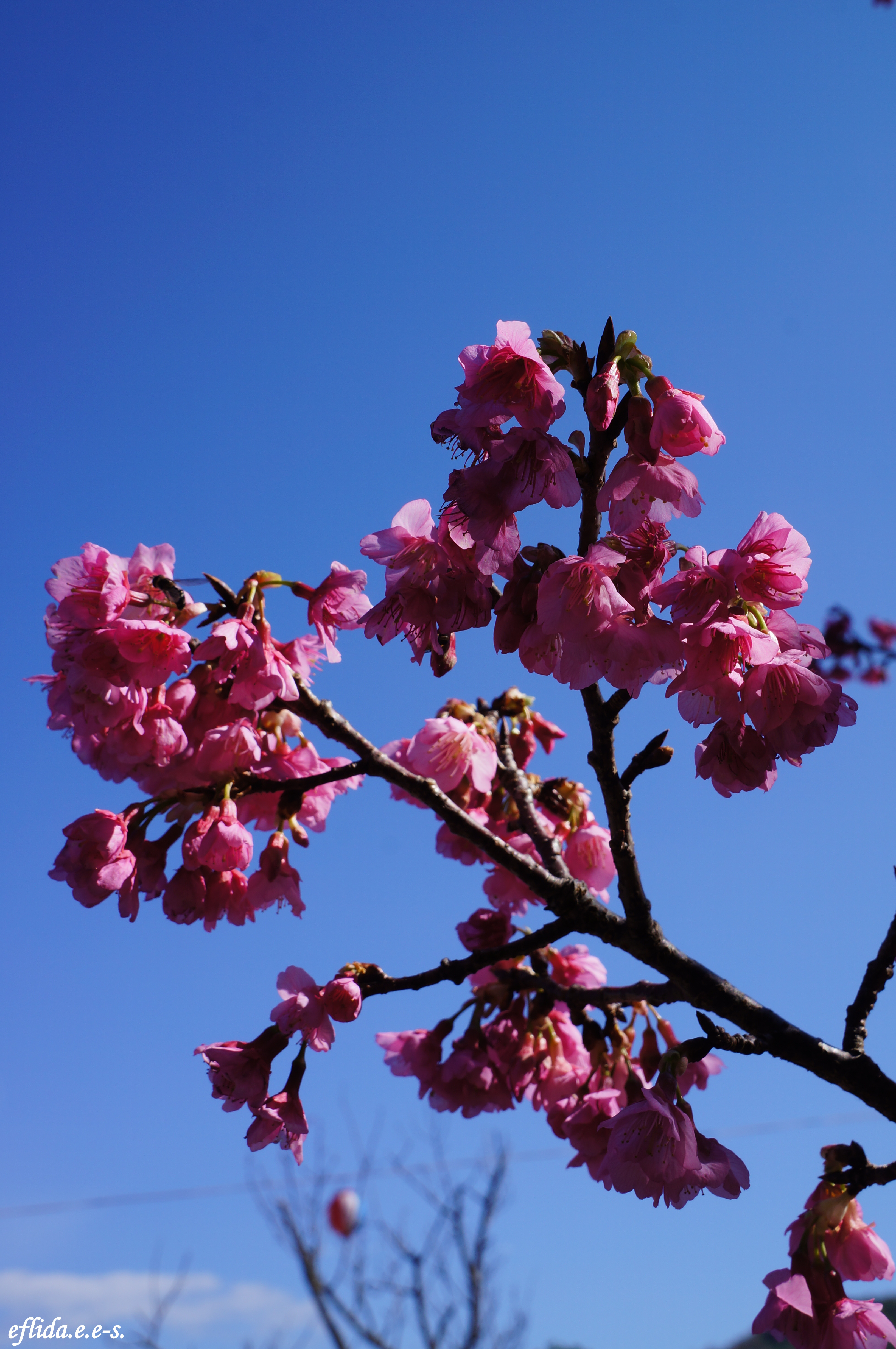 Cherry Blossom (Sakura) 桜- Mt.Yaedake, Motobu, Okinawa – i am