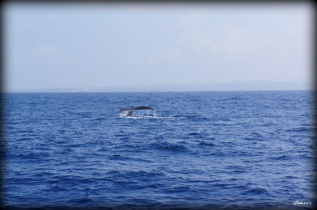Spotted a humpback whale in Okinawa, Japan. Spotted a humpback whale in Okinawa, Japan.