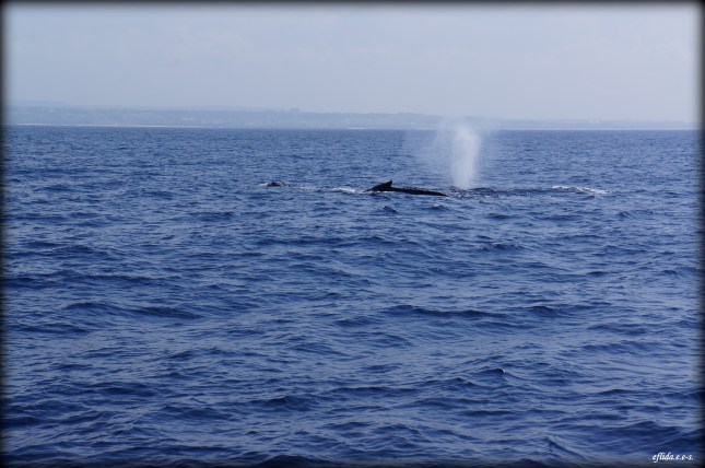 Humpback whale spotted breathing out of the water in Okinawa, Japan. Humpback whale spotted breathing out of the water in Okinawa, Japan.