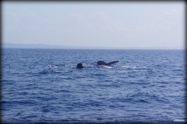Some humpback whales sticking their flippers out of the water in Okinawa, Japan. Some humpback whales sticking their flippers out of the water in Okinawa, Japan.