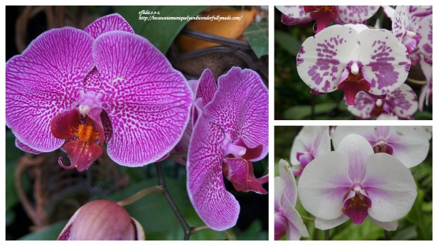 Some of the Phalaenopsis or Moth Orchids displayed at the Phalaenopsis Greenhouse inside the Tropical Dream Center in Ocean Expo Park in Motobu, Okinawa, Japan.