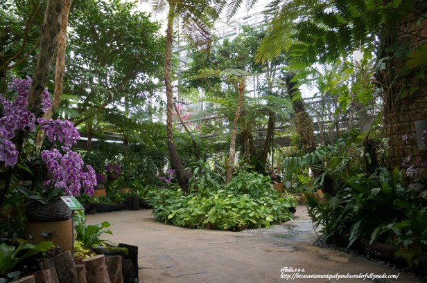 The Phalaenopsis Greenhouse inside Tropical Dream Center at Ocean Expo Park in Motobu, Okinawa, Japan has a wide display of genus Phalaenopsis or moth orchids.