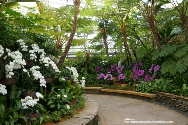 The Phalaenopsis Greenhouse inside Tropical Dream Center at Ocean Expo Park in Motobu, Okinawa, Japan has a wide display of genus Phalaenopsis or moth orchids.