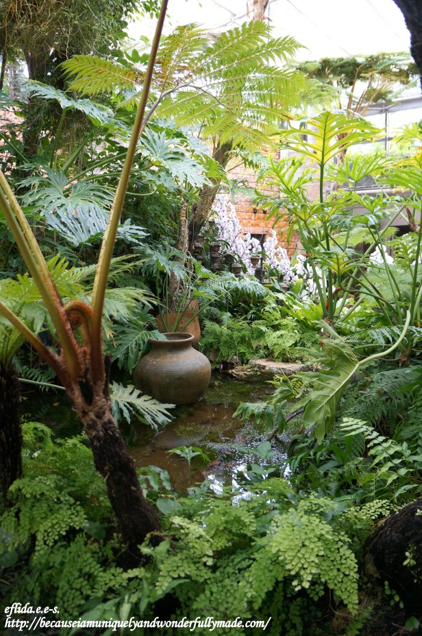 The Phalaenopsis Greenhouse inside Tropical Dream Center at Ocean Expo Park in Motobu, Okinawa, Japan has a wide display of genus Phalaenopsis or moth orchids.