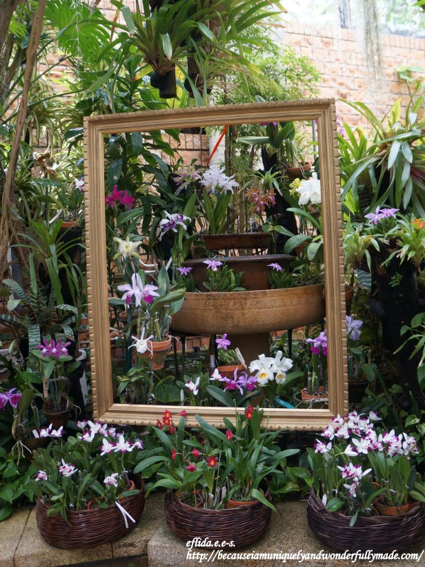 The Cattleya Greenhouse inside the Tropical Dream Center in Ocean Expo Park at Motobu, Okinawa, Japan. Fragrant Cattleyas or “Flower Queen” are in full bloom here.