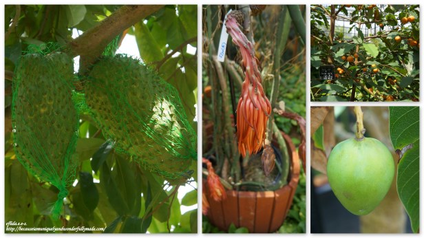 Some tropical fruits grown inside the Fruit Tree Greenhouse in Tropical Dream Center Guide at Ocean Expo Park in Motobo, Okinawa, Japan. Guanabana, Dragon Fruit and Mango are some of the fruits in showcase.