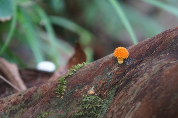 An orange mushroom spotted along the trail to Hiji Falls in the northern part of Okinawa, Japan.