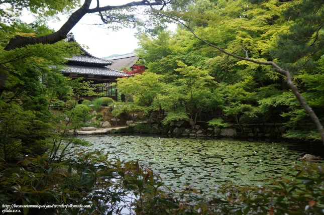 One of the two ponds at Tenjuan Temple in Kyoto, Japan inhabited by big kois. 