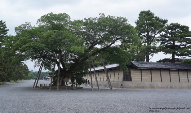 The 300 year old tree at the Kyoto Imperial Ground which is said to be the tree where a Choshu samurai warrior died a heroic death. The 300 year old tree at the Kyoto Imperial Ground which is said to be the tree where a Choshu samurai warrior died a heroic death.