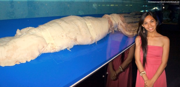 The specimen of a 6.37 meters in length giant squid that was captured alive off the coast of Ishikawa City is on display at Churaumi Aquarium in Motobu District in Okinawa, Japan.