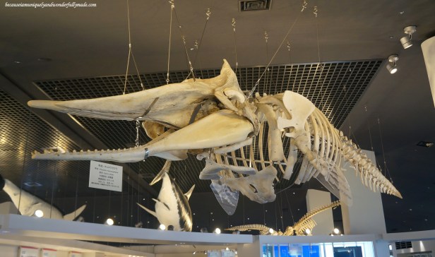 A display of the skeleton of the sperm whale at Churaumi Aquarium in Motobu District in Okinawa, Japan. 