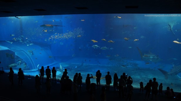 The Kuroshio Sea Tank is perhaps the main attraction at Churaumi Aquarium in Motobu District in Okinawa, Japan. It has a volume capacity of 7,500 cubic meters housing three whale sharks and a group of manta rays.