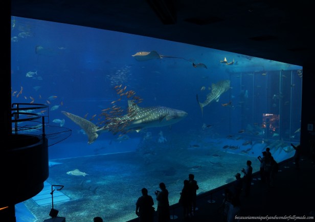 The Kuroshio Sea Tank is perhaps the main attraction at Churaumi Aquarium in Motobu District in Okinawa, Japan. It has a volume capacity of 7,500 cubic meters housing three whale sharks and a group of manta rays.