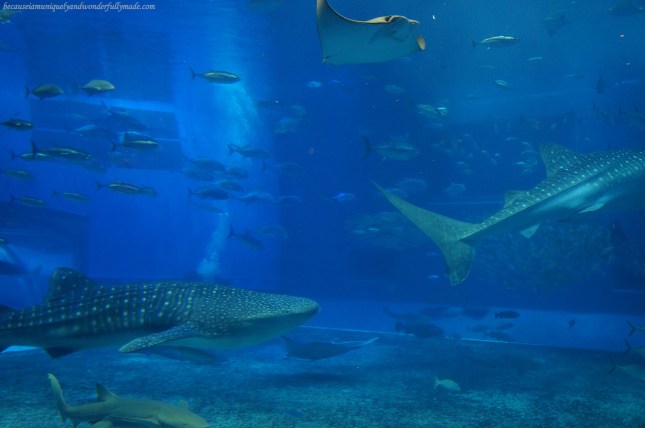 The Kuroshio Sea Tank is perhaps the main attraction at Churaumi Aquarium in Motobu District in Okinawa, Japan. It has a volume capacity of 7,500 cubic meters housing three whale sharks and a group of manta rays.