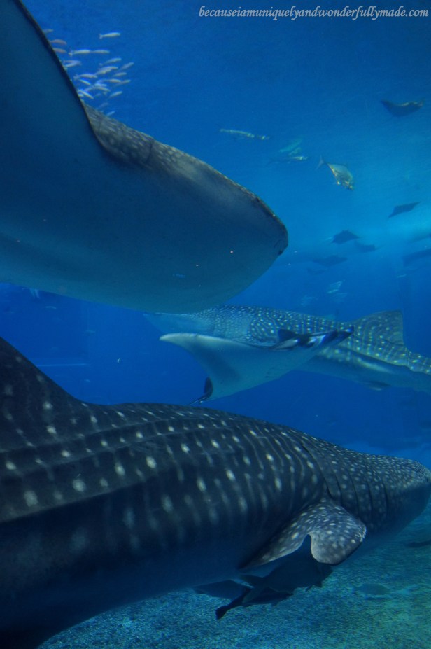 The three whale sharks inside the Kuroshio Sea Tank at Churaumi Aquarium in Motobu District in Okinawa, Japan. 