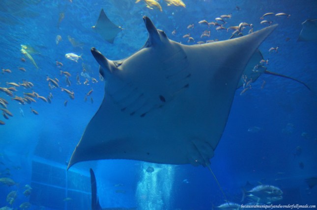 One of the giant manta rays inside the Kuroshio Sea Tank at Churaumi Aquarium in Motobu District in Okinawa, Japan. 