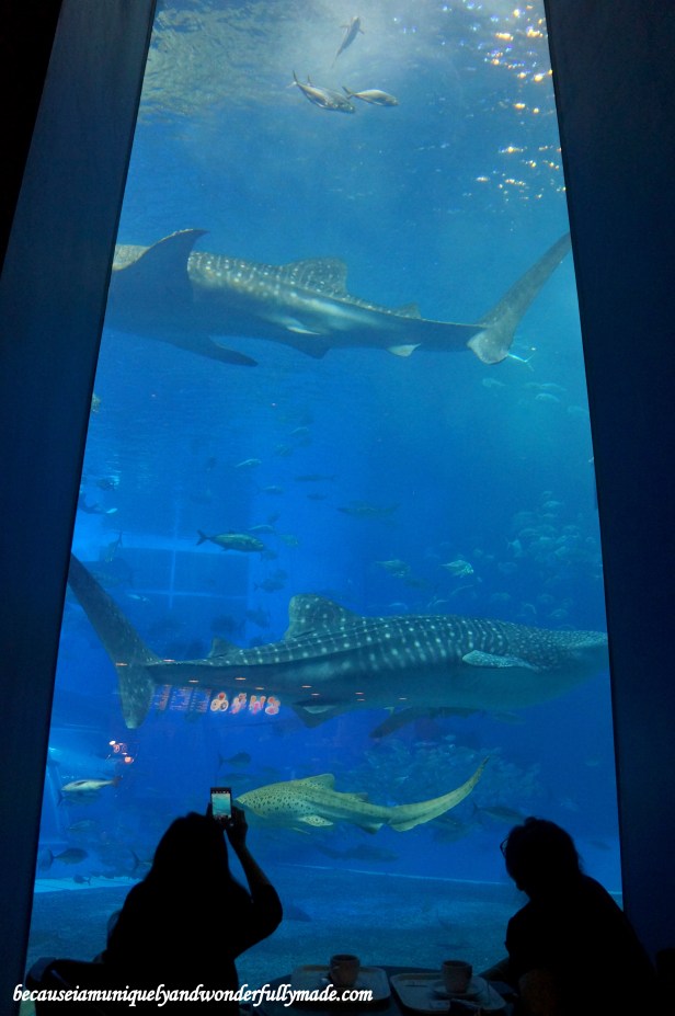 The Cafe Ocean Blue at Churaumi Aquarium in Motobu District in Okinawa, Japan offers a dining experience with a meal taken while the whale sharks and manta rays are swimming right on your side.