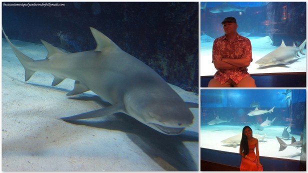 The Shark Research Laboratory at Churaumi Aquarium in Motobu District in Okinawa, Japan. 