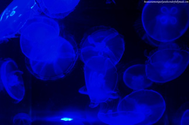 An exhibit of jellyfish at Churaumi Aquarium in Motobu District in Okinawa, Japan.