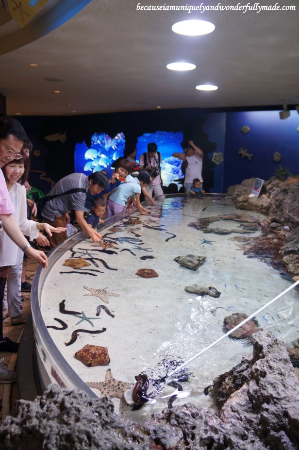The shallow touch pool on the third floor of Churaumi Aquarium building at Motobu District in Okinawa, Japan.