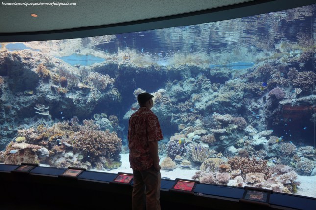 The Coral Sea tank at Churaumi Aquarium in Motobu District in Okinawa, Japan. It has no roof and is open to the sky hence the appearance of the tank and how marine creatures behave differs according to the time of the day.
