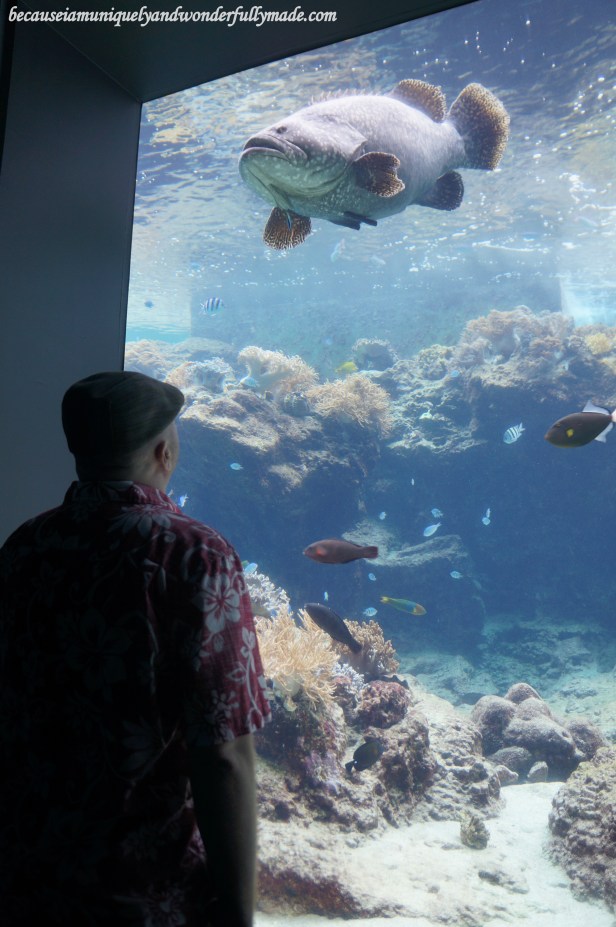 The freshwater tank at Churaumi Aquarium in Motobu District in Okinawa, Japan. 