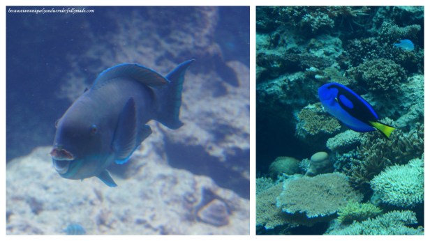 Some exhibits of marine life in one of the tanks at Churaumi Aquarium in Motobu District in Okinawa, Japan.