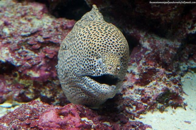 An exhibit of eel in one of the tanks at Churaumi Aquarium in Motobu District in Okinawa, Japan.
