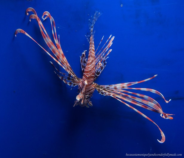 An exhibit of lionfish in one of the tanks at Churaumi Aquarium in Motobu District in Okinawa, Japan.