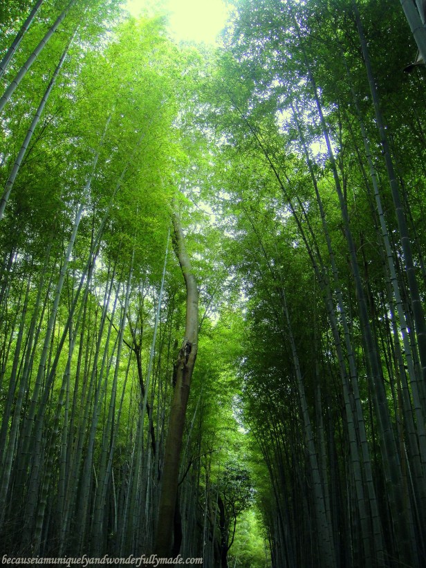 The Sagano Bamboo Forest 嵯峨野竹林 in Arashiyama District in Kyoto, Japan. The Sagano Bamboo Forest 嵯峨野竹林 in Arashiyama District in Kyoto, Japan.