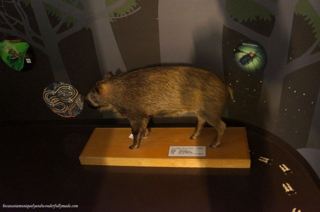 There are no live animals kept in Yanbaru Wildlife Center but the audio and visual presentations were aimed to be interactive, educational and fun like this exhibit of pseudo boar. There are no live animals kept in Yanbaru Wildlife Center but the audio and visual presentations were aimed to be interactive, educational and fun like this exhibit of pseudo boar.